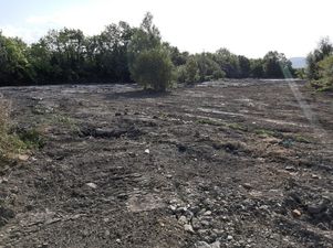 “Thousands of creatures wiped out” as Tallaght wetlands destroyed overnight