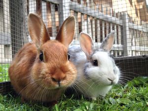 Presence of deadly rabbit and hare disease confirmed in a number of counties in Ireland