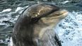 Fungie named by Guinness Book of Records as longest-living solitary dolphin