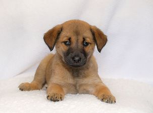 ISPCA appeal for homes for three abandoned puppies found in Westmeath