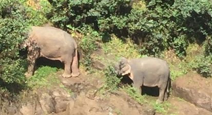 Six wild elephants die while trying to rescue each other at Thai waterfall