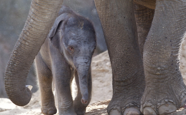 Dublin Zoo offering half price tickets this weekend