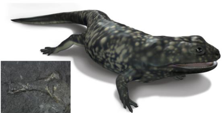 325-million-year-old amphibian fossil found in Clare