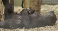 NOT BREXIT: Adorable endangered baby gorilla born in Dublin Zoo