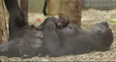 NOT BREXIT: Adorable endangered baby gorilla born in Dublin Zoo