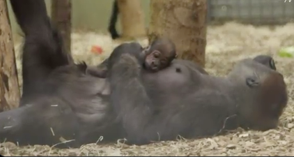 NOT BREXIT: Adorable endangered baby gorilla born in Dublin Zoo