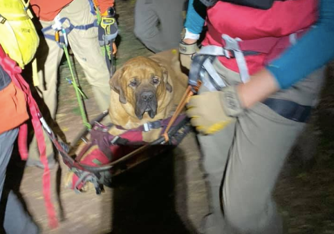 Big dog rescued