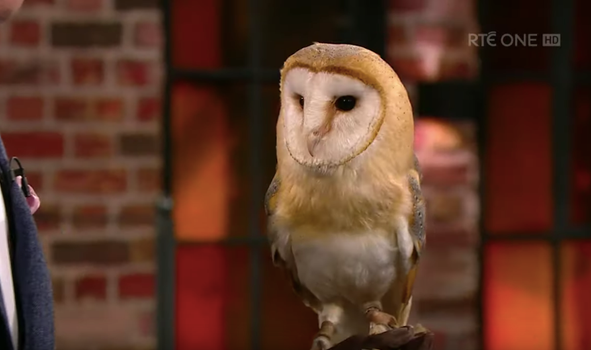 Late Late Show owl