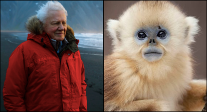 David Attenborough’s spectacular new documentary series will be his most emotionally-charged one yet