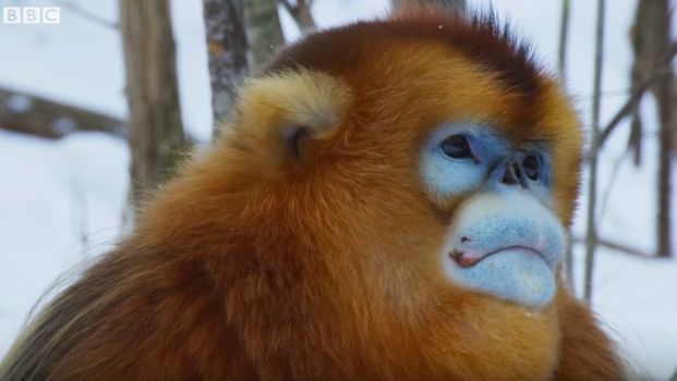 David Attenborough documentary