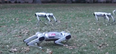 WATCH: Footage of MIT’s robotic ‘Mini Cheetahs’ proves that the end is nigh