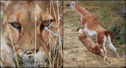 David Attenborough’s new documentary on South America looks absolutely spectacular and thrilling