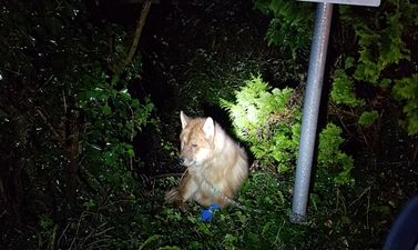 ISPCA appeals for information on severely injured dog found chained to gate near National Animal Centre