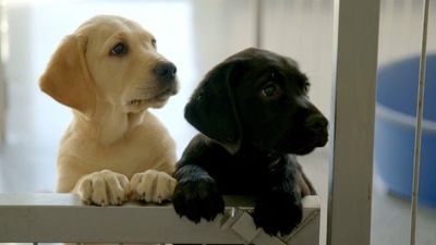 “Huge spike” in people giving up dogs as lockdown restrictions ease, says Dogs Trust