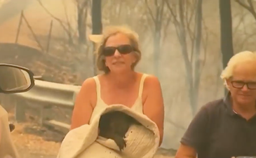 WATCH: Woman risks her safety to rescue koala from bushfire in Australia