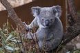 Koalas ‘functionally extinct’ after bushfires destroy 80 percent of habitat