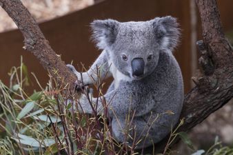 Koalas ‘functionally extinct’ after bushfires destroy 80 percent of habitat