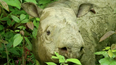 Malaysia’s last Sumatran rhino has died