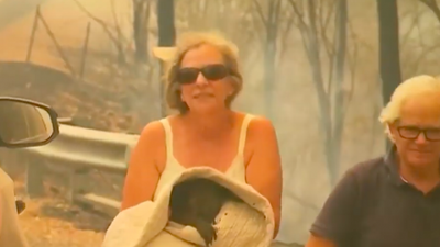 Koala rescued from Australian bushfire has died from his injuries