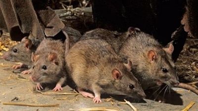 Dublin tops the list of counties to receive the most callouts for rodent control in 2019
