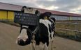 A Russian farm is giving VR headsets to dairy cows to “reduce anxiety”