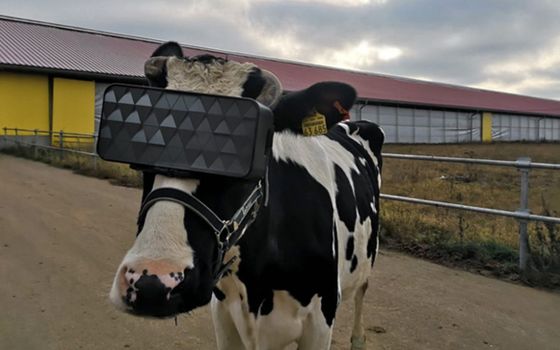 VR cows Russia