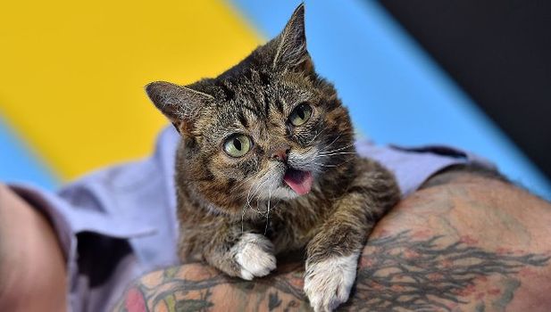 Lil Bub dead