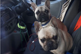Man makes appeal after two French bulldogs stolen from van in Sligo