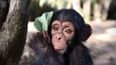 BBC to make a three-part series about a home for orphaned baby chimpanzees