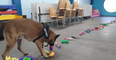 WATCH: This video of dogs picking their favourite toys is the only Christmas present we need