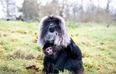 Fota Wildlife want your help in naming two new endangered monkey babies