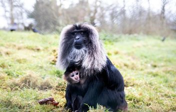 Fota Wildlife want your help in naming two new endangered monkey babies