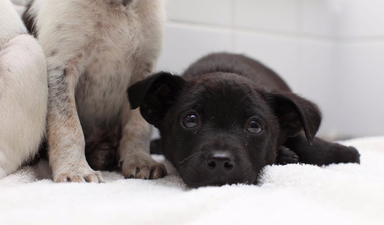 DSPCA need forever homes for four puppies abandoned just before Christmas