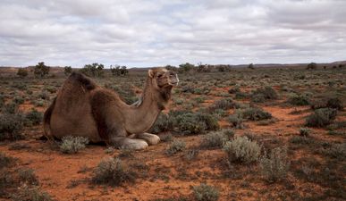 Australia begins cull of over 10,000 wild camels due to drought