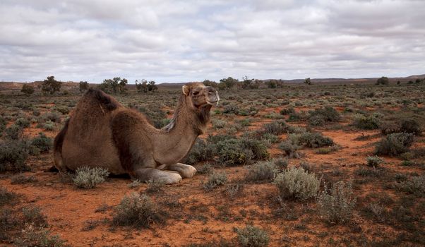 australia camel cull