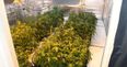 Hundreds of cannabis plants worth €400,000 seized in Donegal