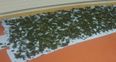 PICS: €300,000 of cannabis herb seized in Cork