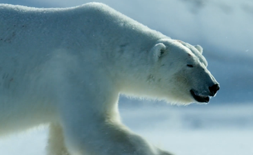 David Attenborough’s new Netflix documentary looks absolutely breathtaking