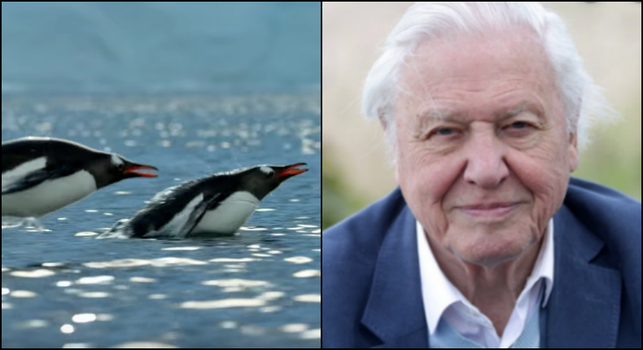 David Attenborough