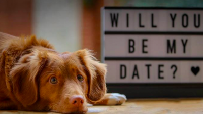Dublin pub to host a ‘doggy date night’ where you can bring your dog to dinner