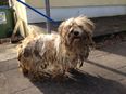 ISPCA rescue two dogs suffering from “horrific case of hair matting” in Limerick