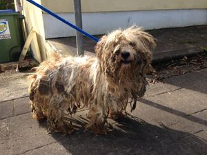 ISPCA rescue two dogs suffering from “horrific case of hair matting” in Limerick