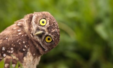 QUIZ: Do you know the collective name for these groups of animals?