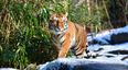 A tiger at Bronx Zoo in New York has tested positive for Covid-19