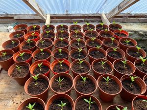 Grow house containing €206,000 worth of cannabis discovered in Killarney