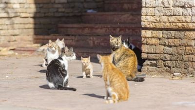 Two pet cats have tested positive for coronavirus