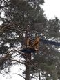 ISPCA, fire services and tree services rescue cat that was stuck in a tree for six days