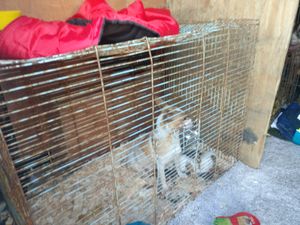 33 dogs seized by Gardaí at Dublin Port