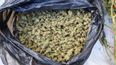 Over €100,000 worth of cannabis seized in Offaly