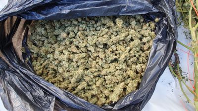 Over €100,000 worth of cannabis seized in Offaly